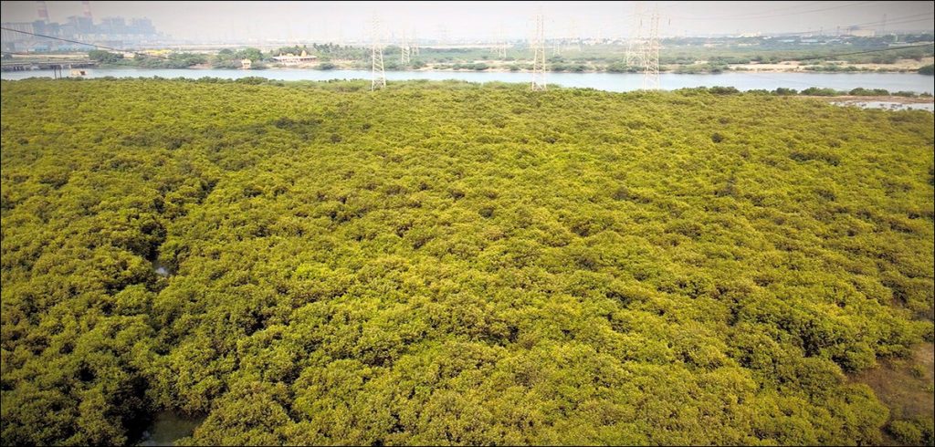 Mangroves