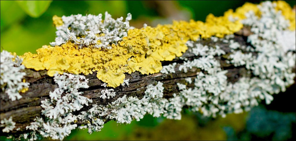 Slime Mould