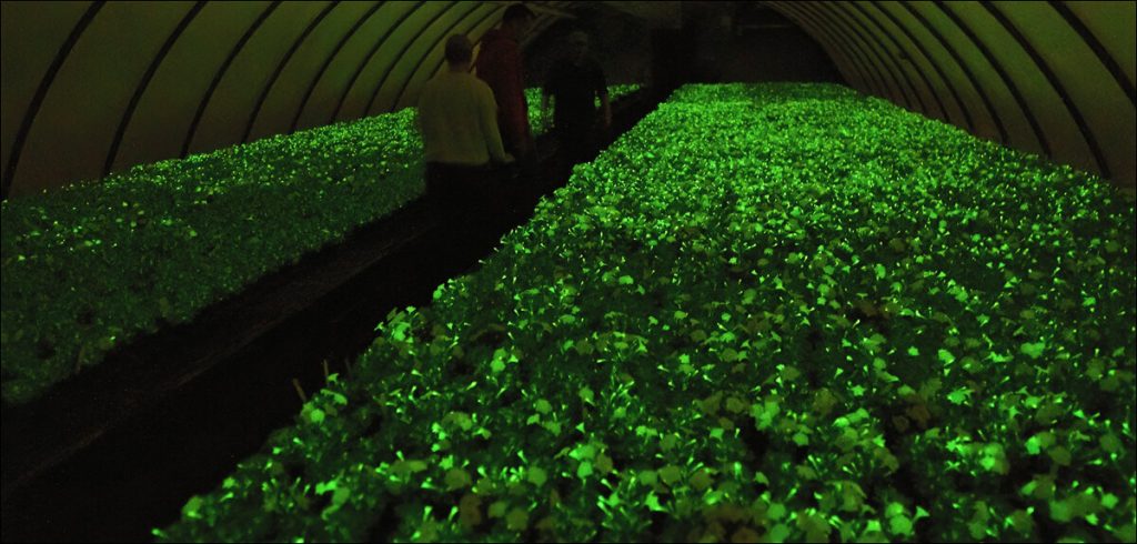 Glowing Plants