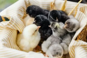 Colossal Hatches 26 Chicks From 3D-Printed Eggs: Dodo and Moa Next?