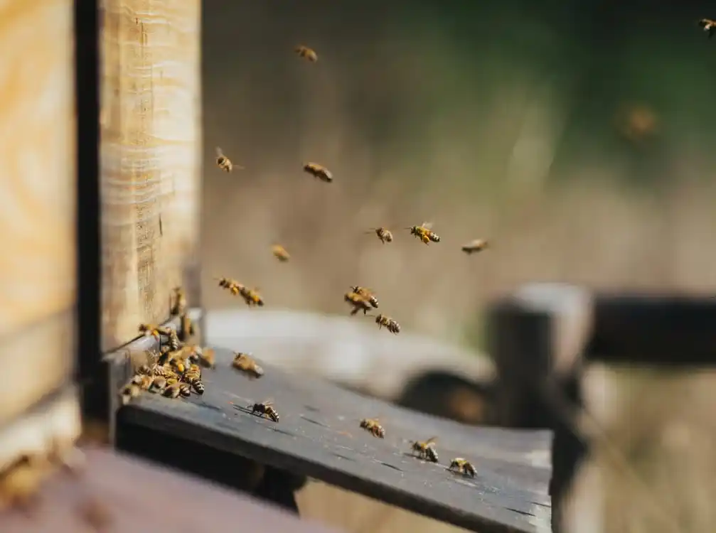 The Intelligence Swarm: How Bees Are Helping AI Become Smarter