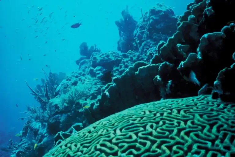 Sea6 Energy: How India Is Turning Seaweed Into an Alternative to Crude Oil